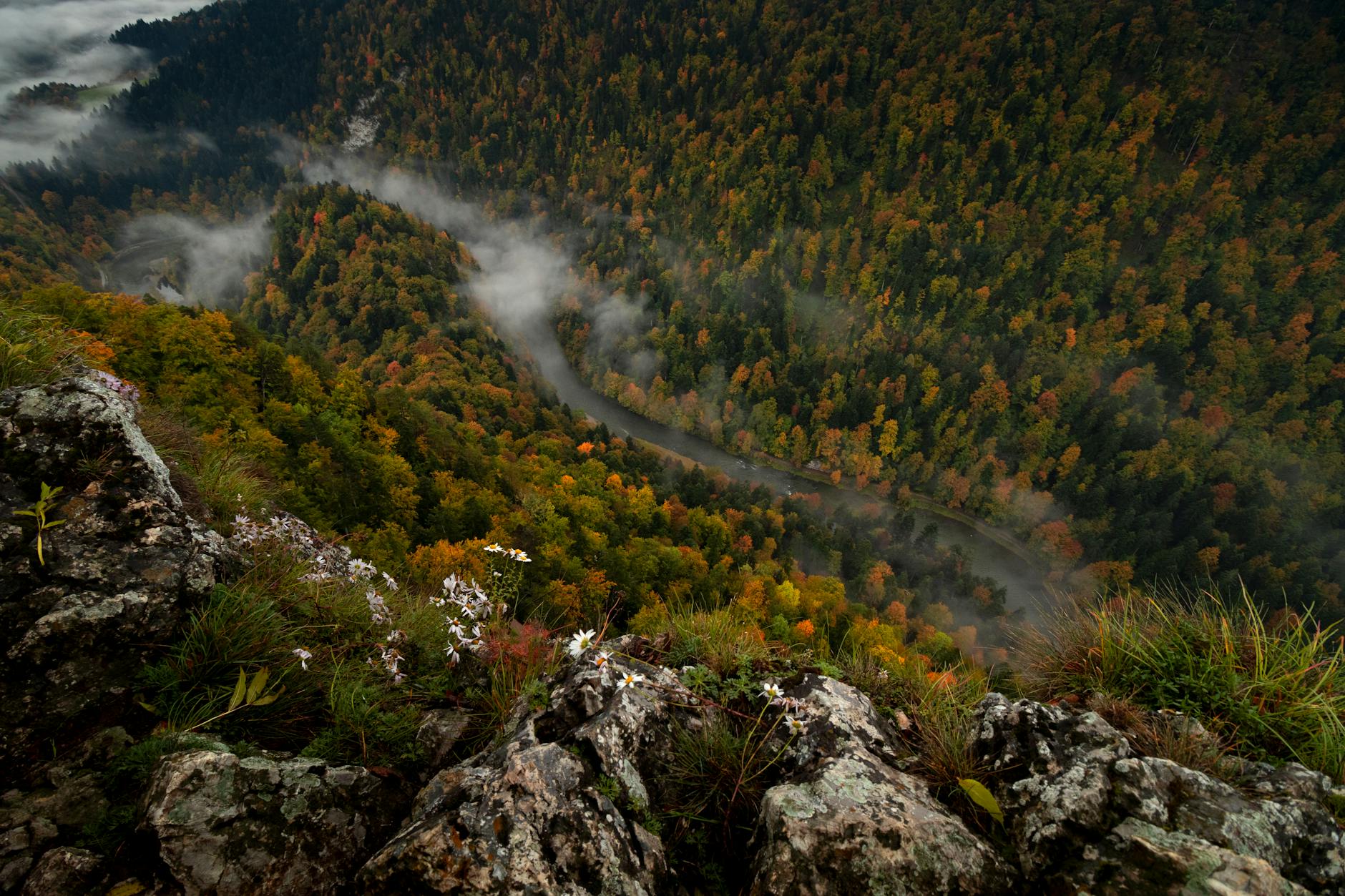Dolina Dunajca z lotu ptaka wśród jesiennych lasów koło Szczawnicy