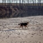 Pies spacerujący zimą po piaszczystym brzegu rzeki w Białym Dunajcu